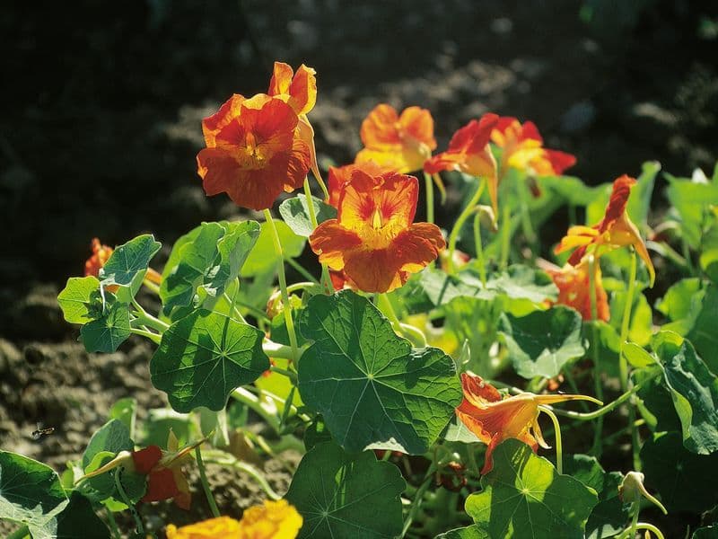 Tropaeolum Hero