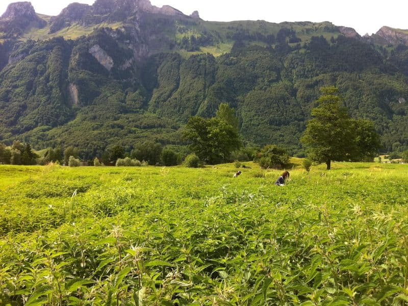 Urtica Gallery 01