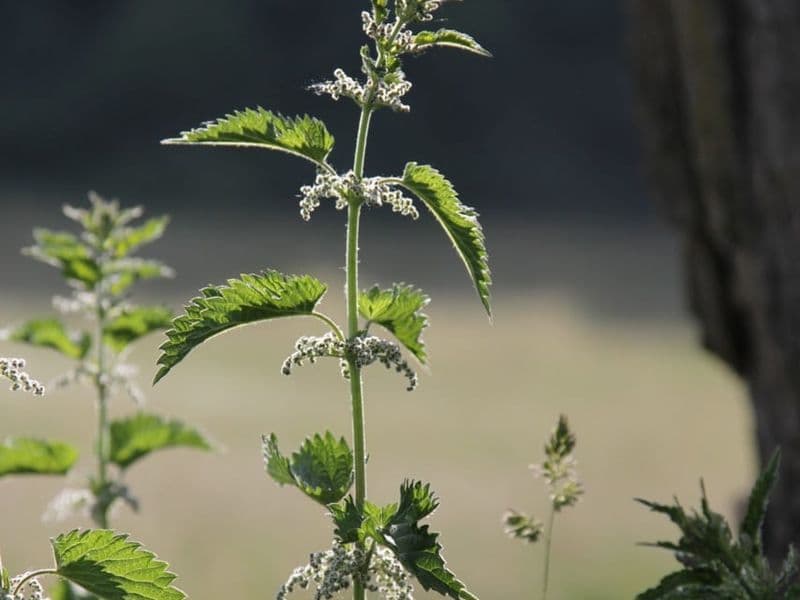 Urtica Gallery 02
