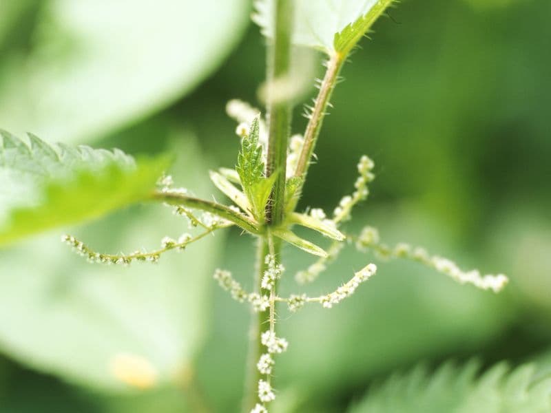 Urtica Gallery 03