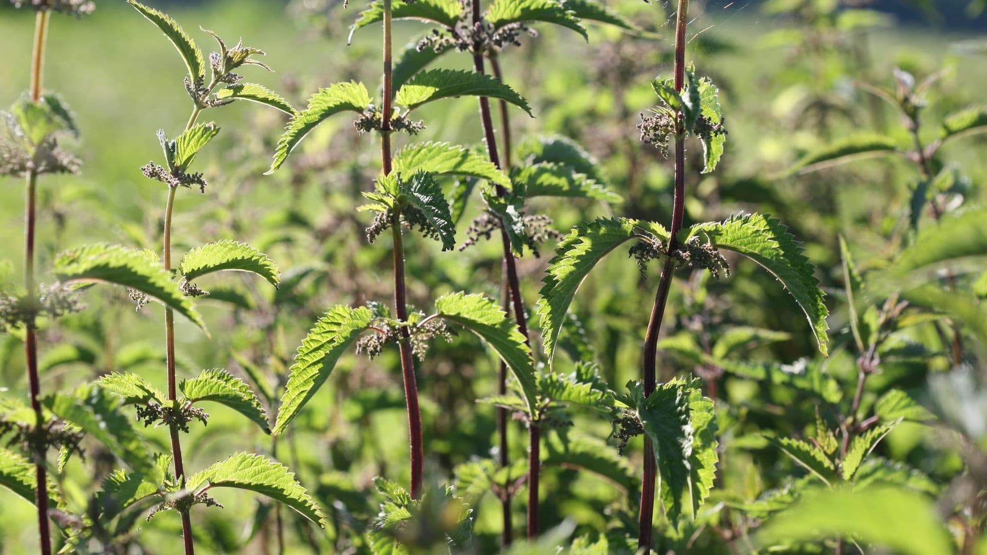 Urtica Hero