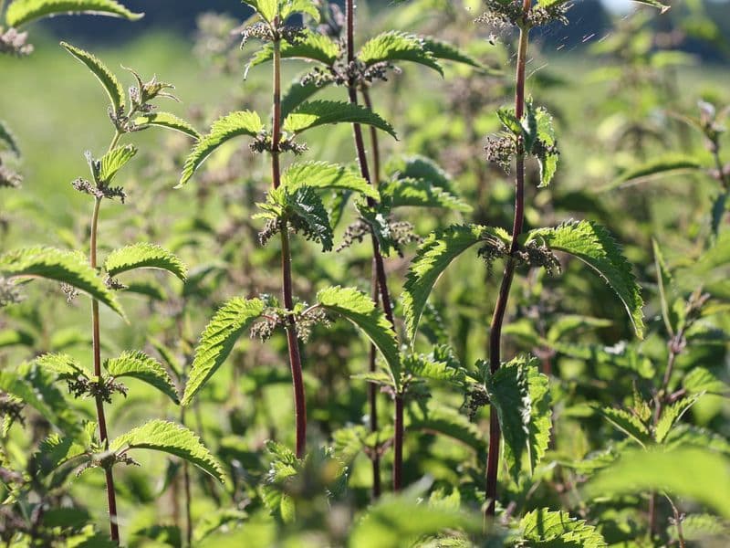 Urtica Hero