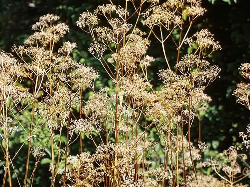 Valeriana Gallery 02