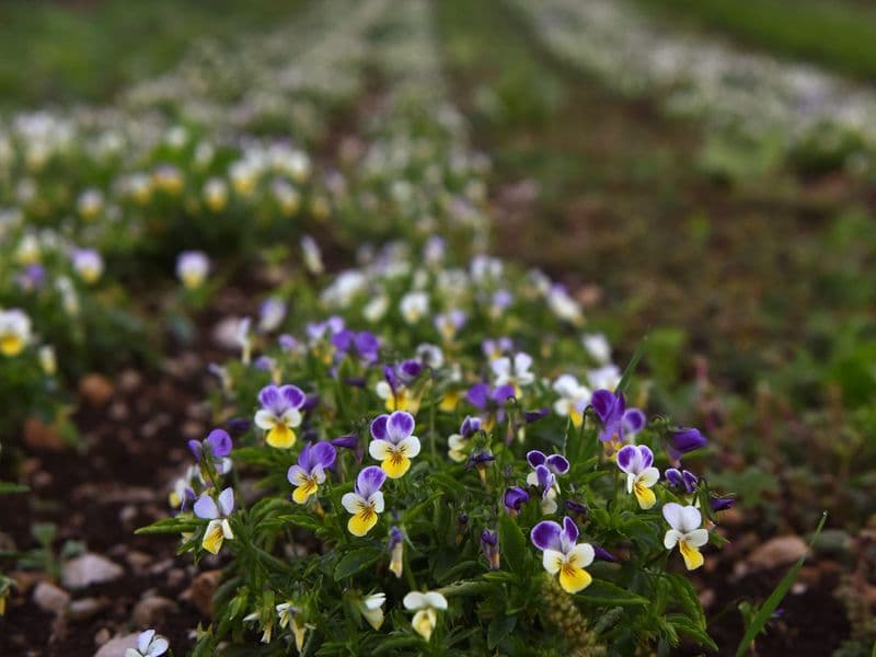 Viola Gallery 04
