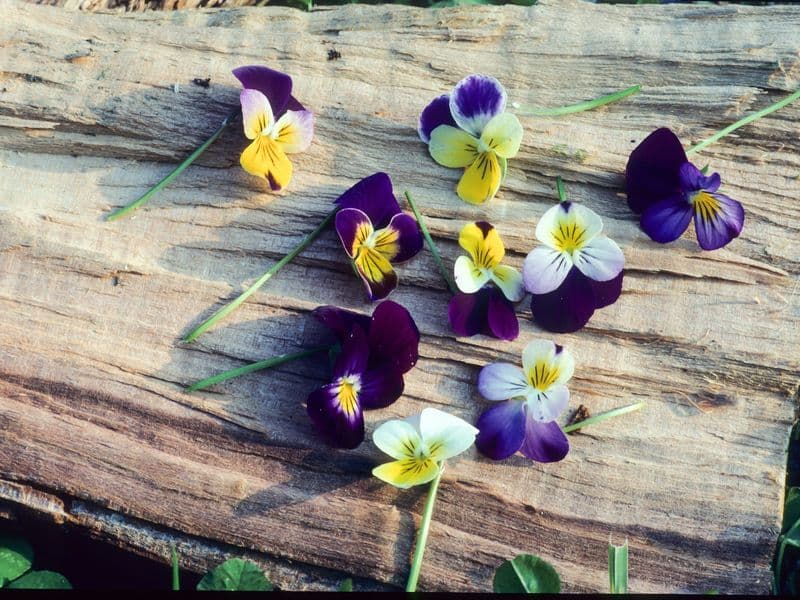 Viola Gallery 06