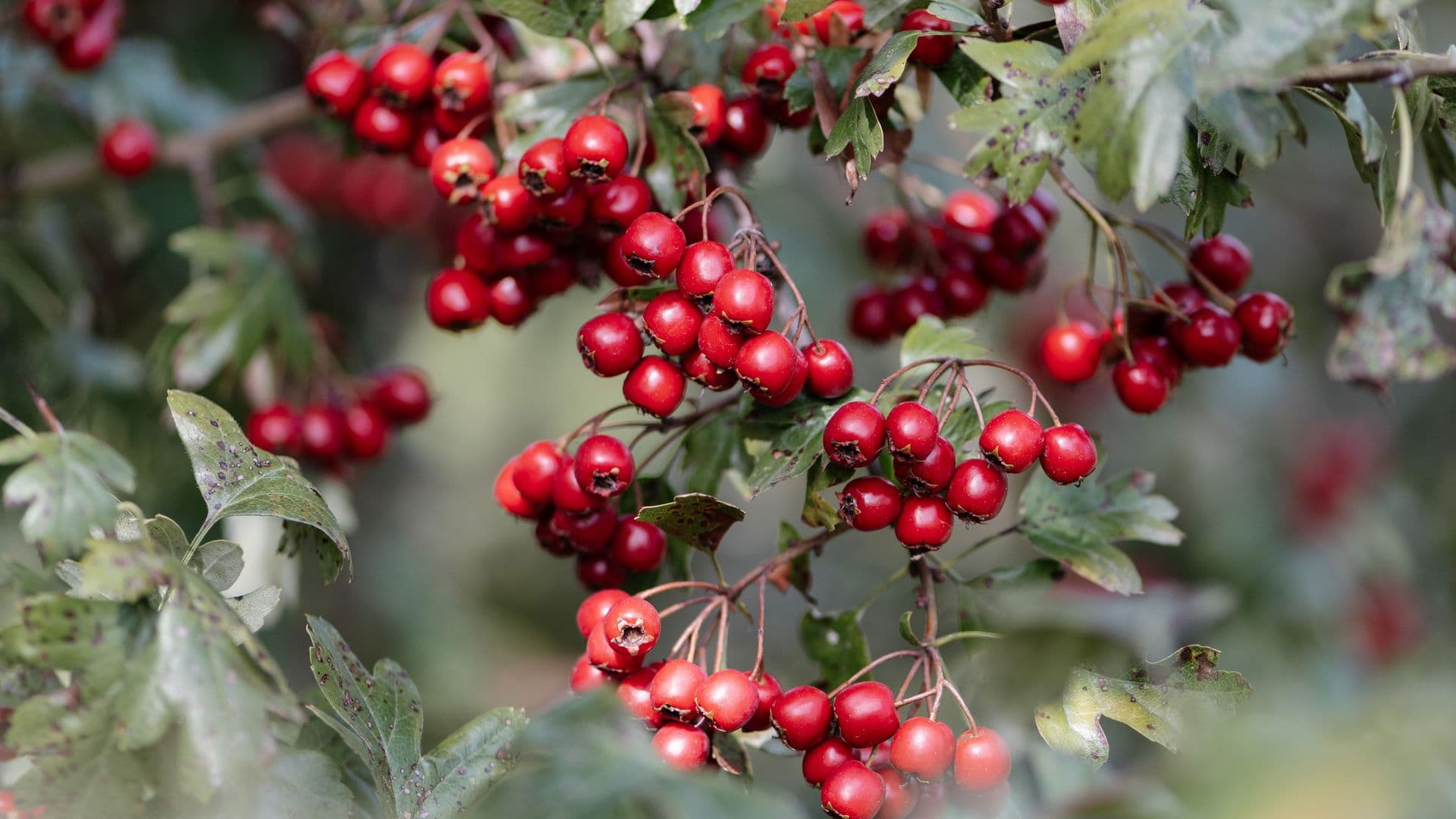 2026 09 16 Crataegus Kesswil Niolaphoto Highres 168