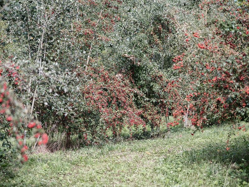Crataegus – Récolte, cueillette, conservation