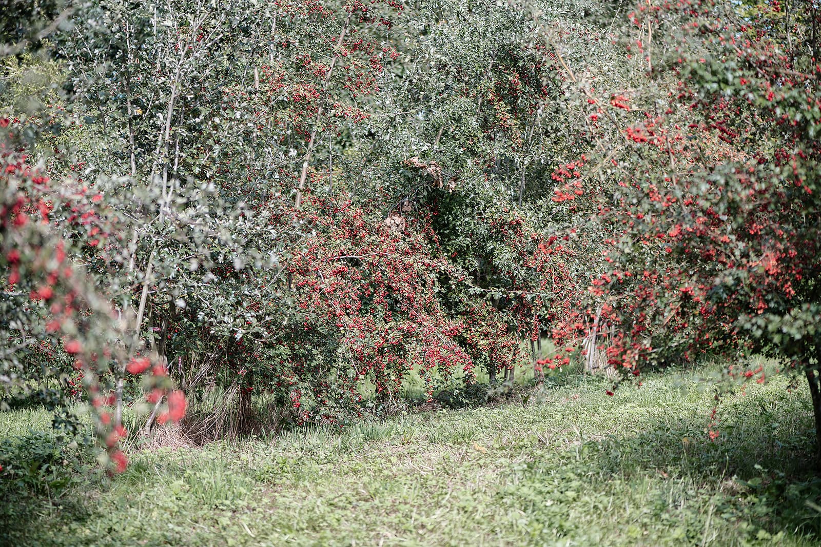 Crataegus – Aufnahme, Sammlung, Bewahrung