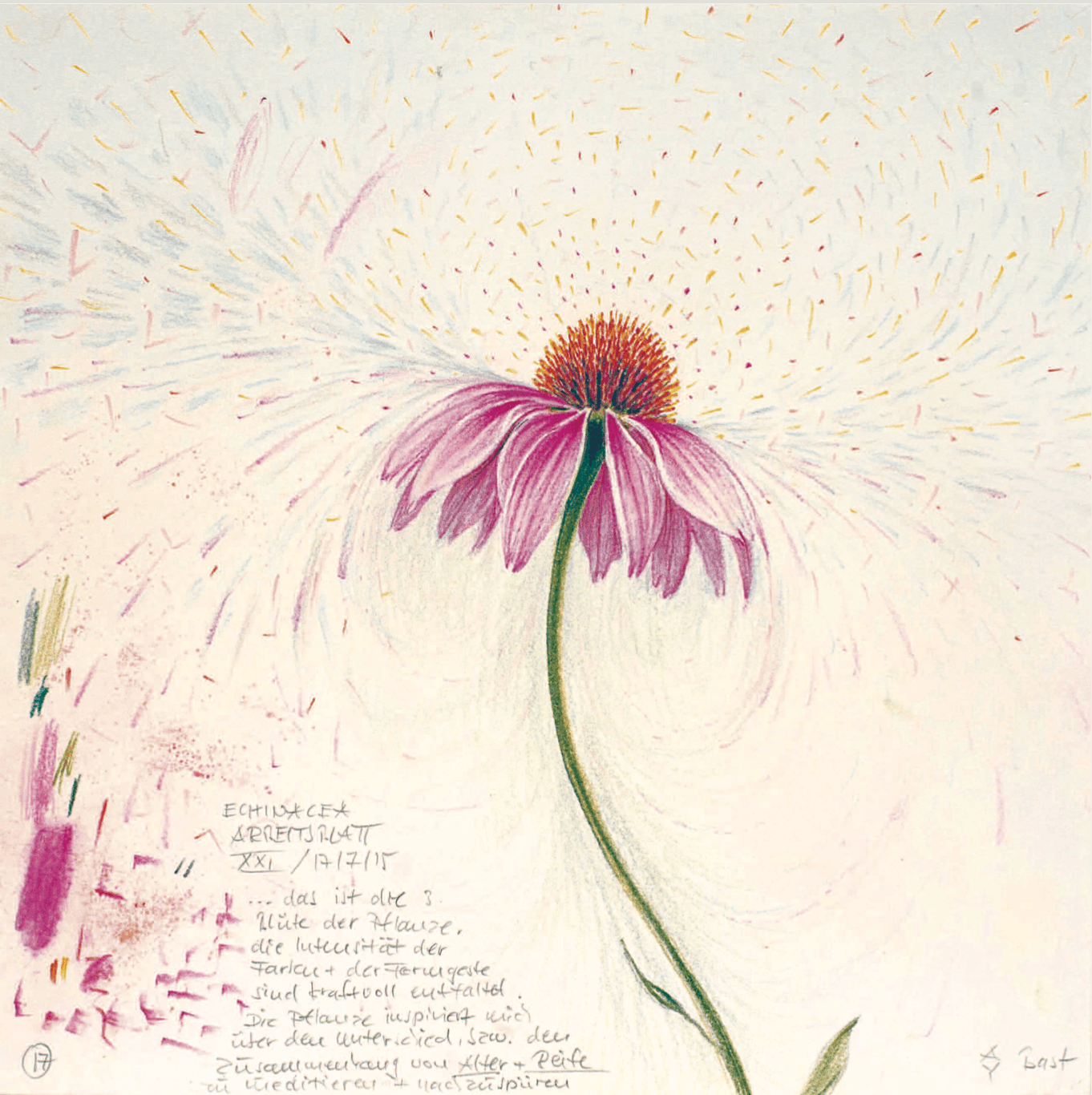 Echinacea Kunstmappe 10