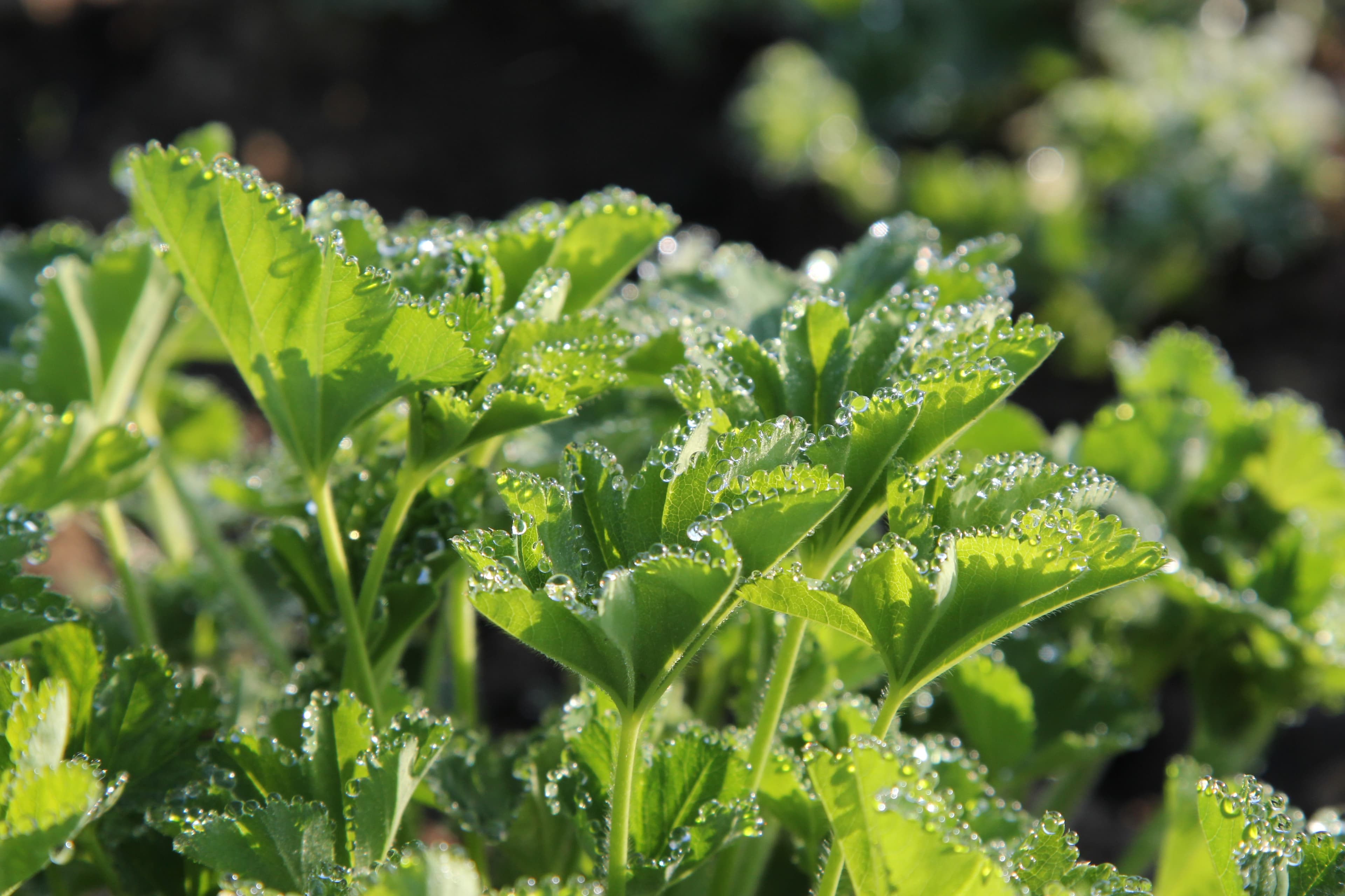 Alchemilla 2013 IMG 6407