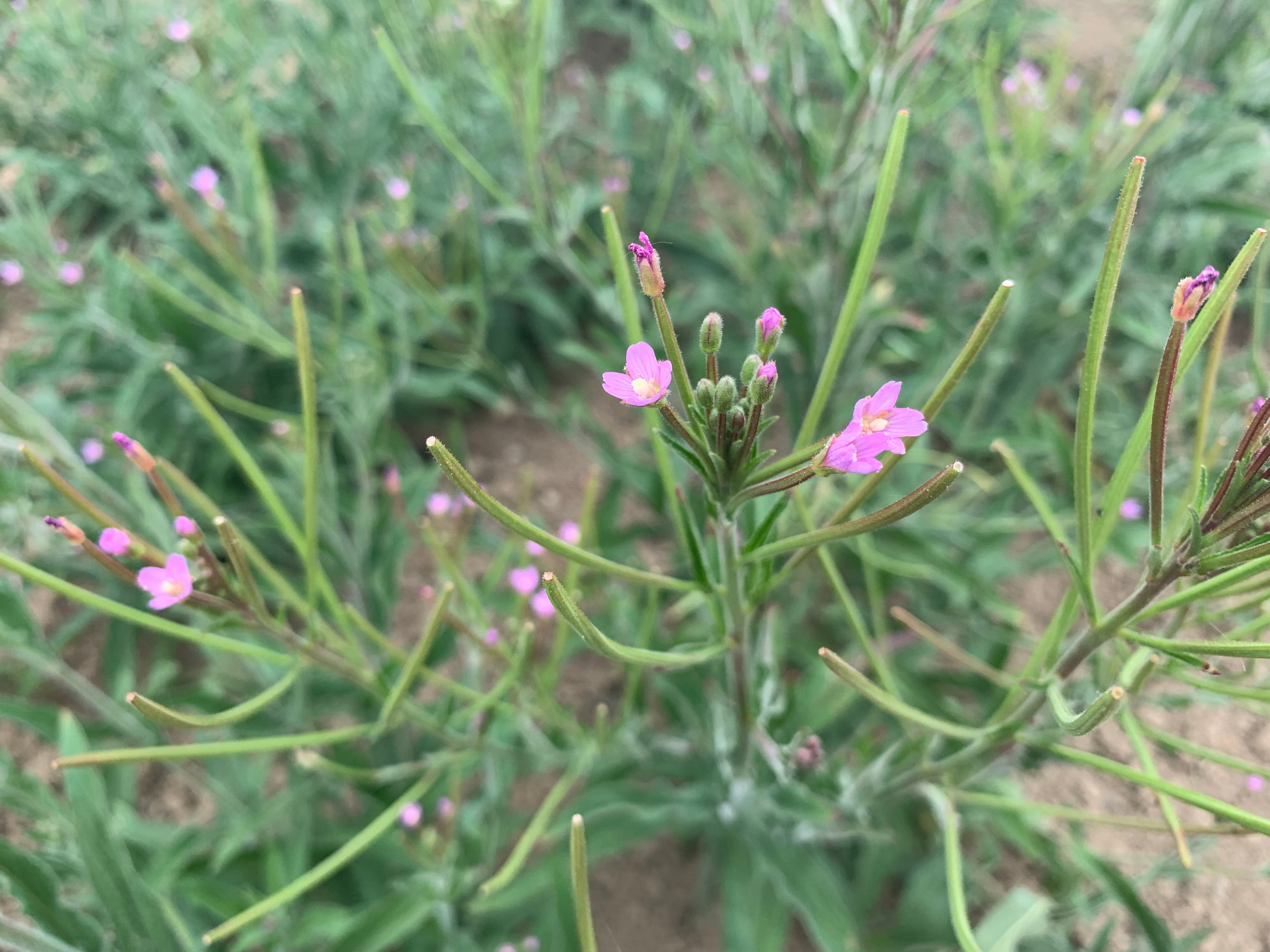 Epilobium 2019 MP IMG 4617 Hero