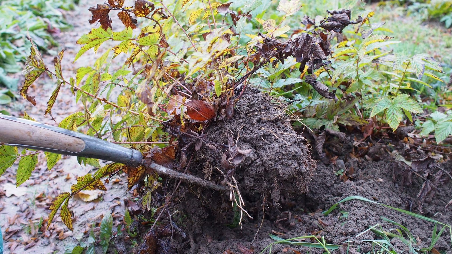 Filipendula Hero