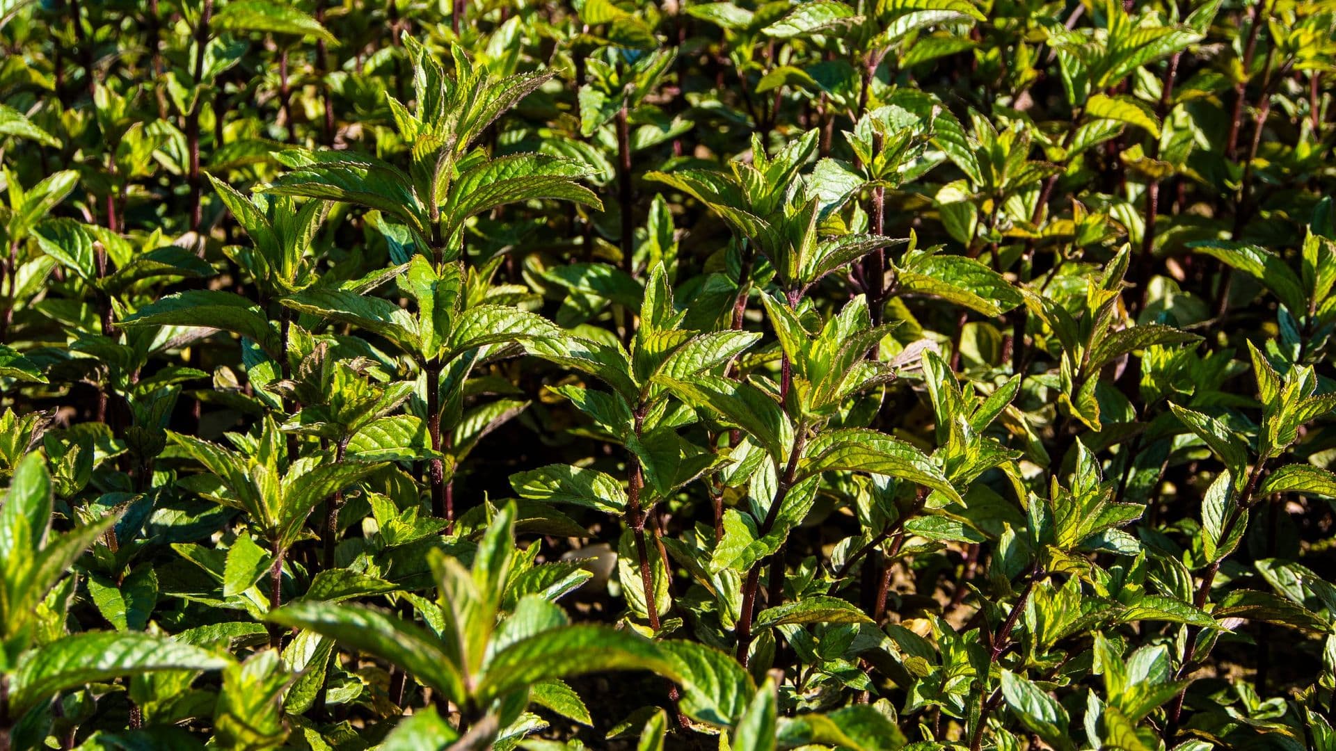 Mentha Hero