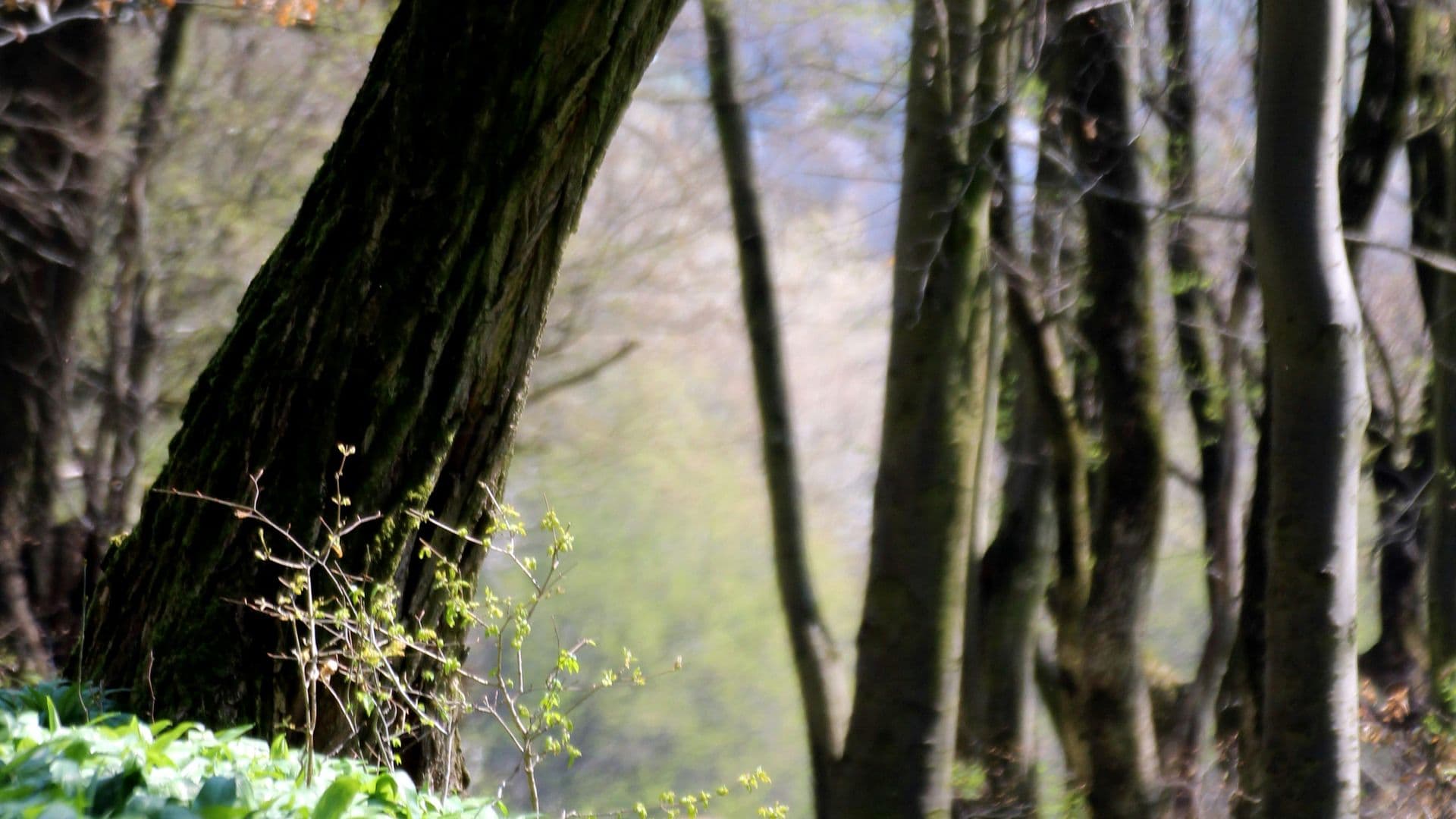 Achtsame Pflanzenwahrnehmungen rund um Schloss Heltorf