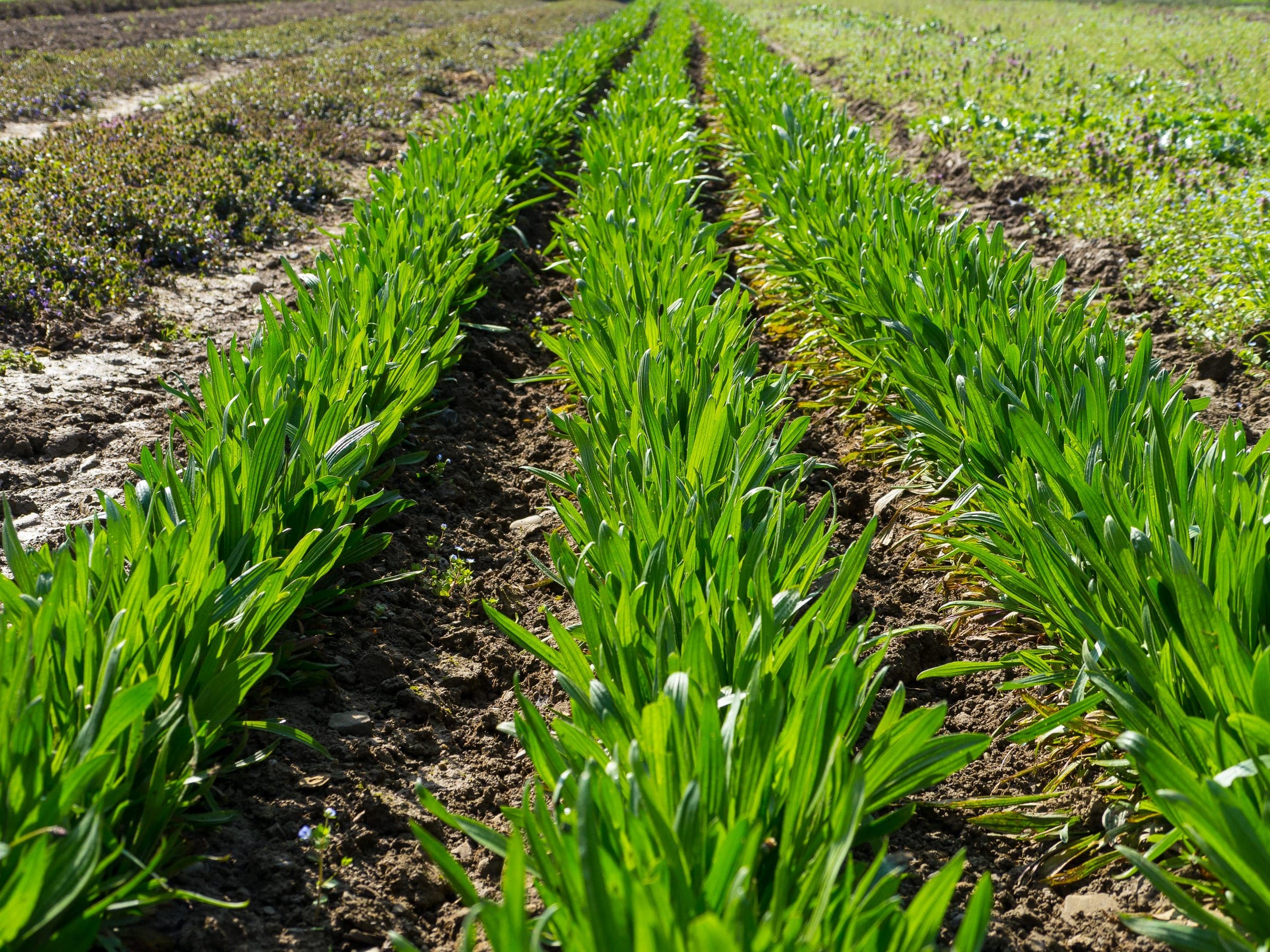 Plantago Gallery 02