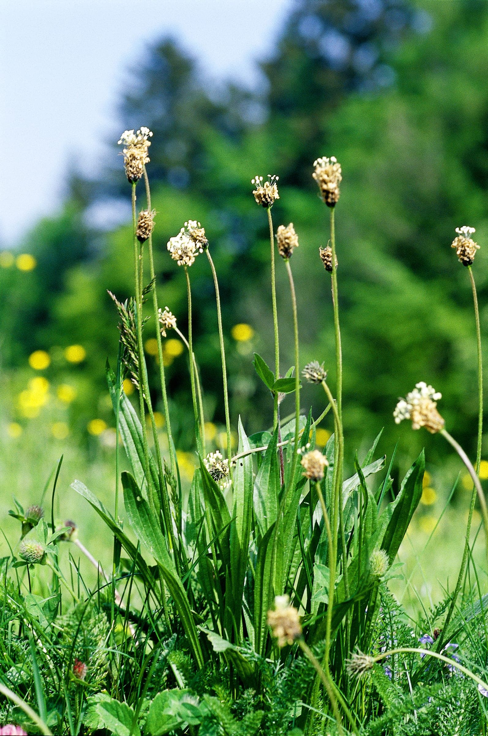 Plantago Hero