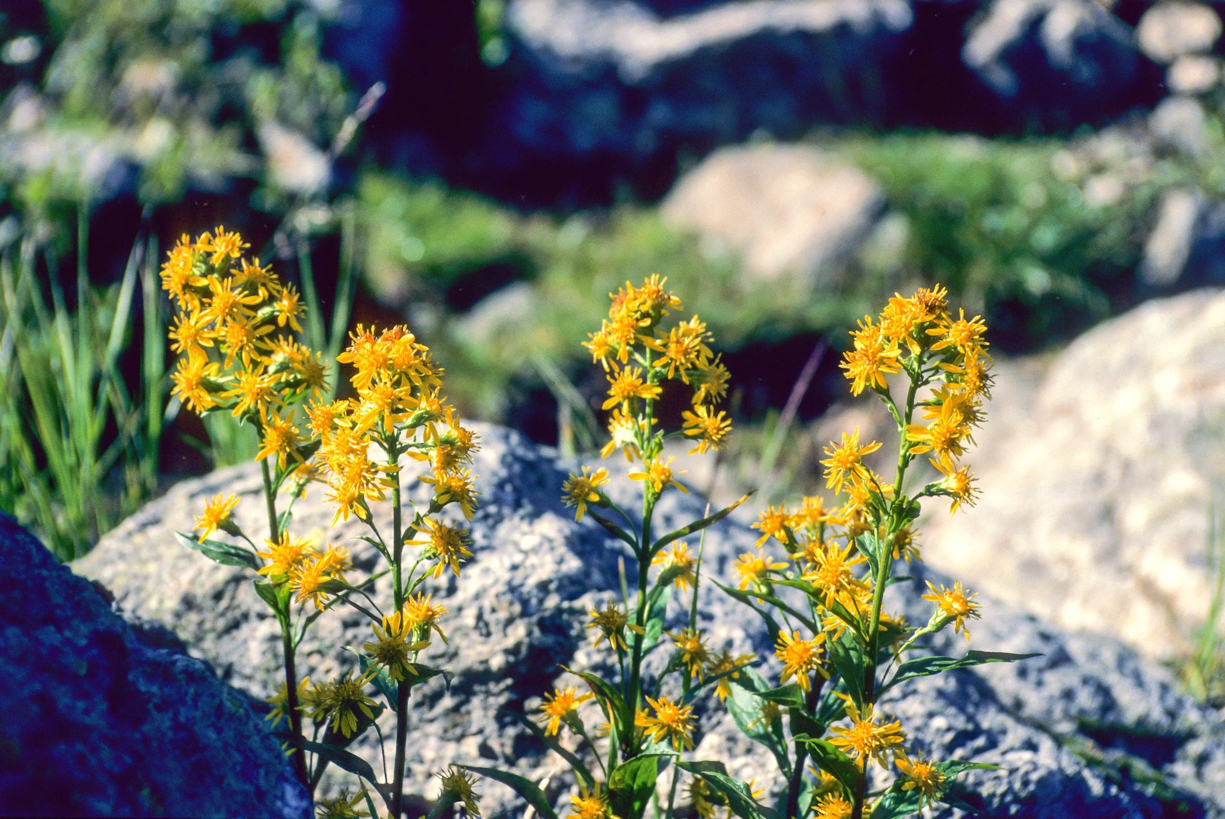 Solidago Gallery 03