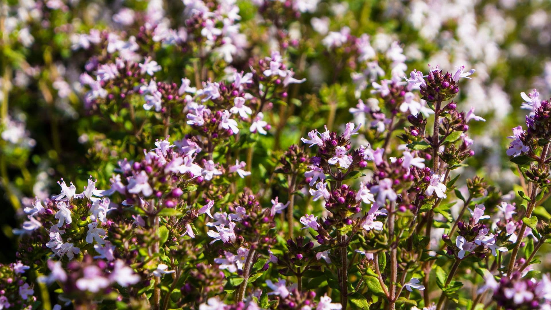 Thymus Hero