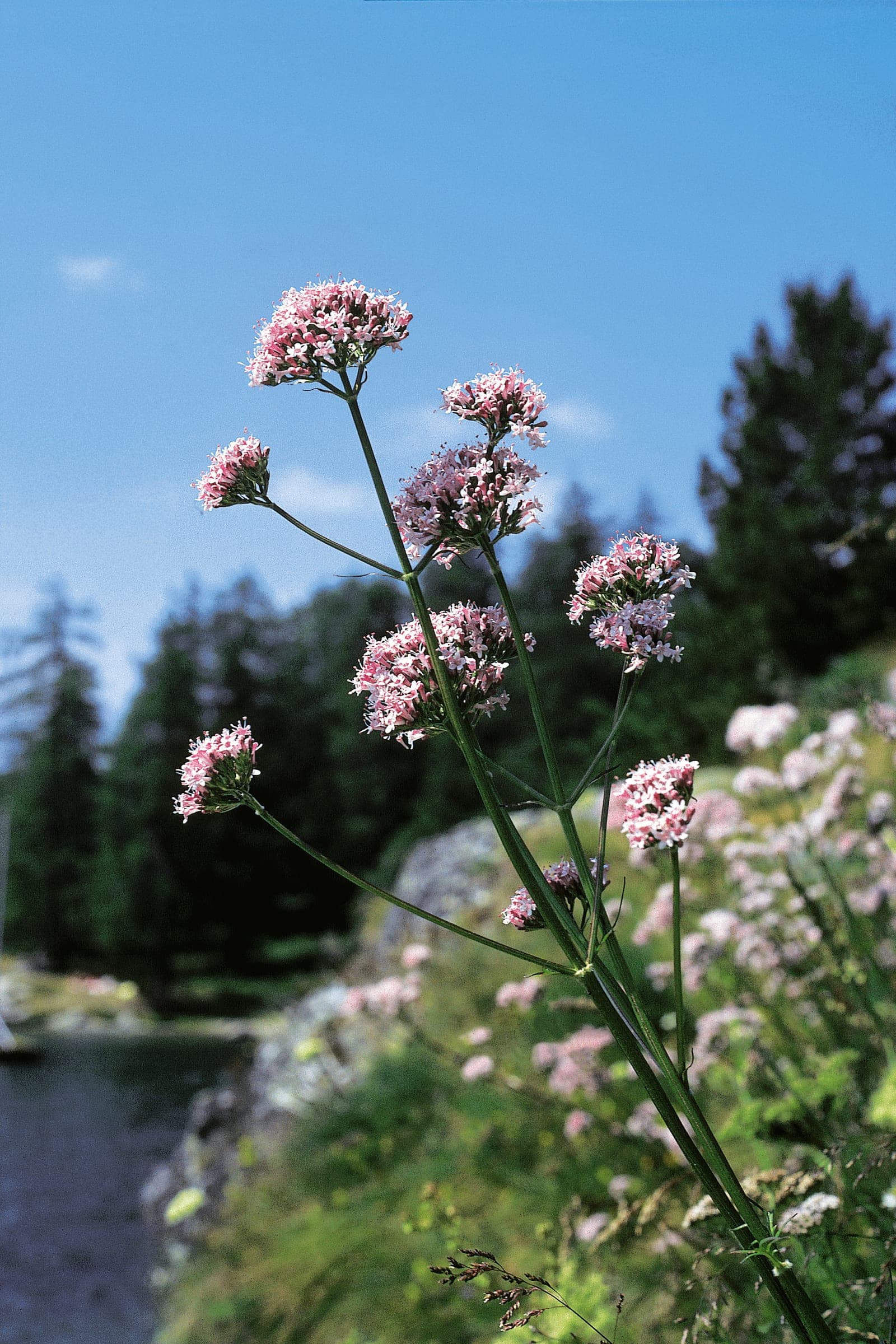Nahaufnahme von blühender Baldrianpflanze mit rosa Blüten vor einem Hintergrund aus Nadelbäumen und blauem Himmel.