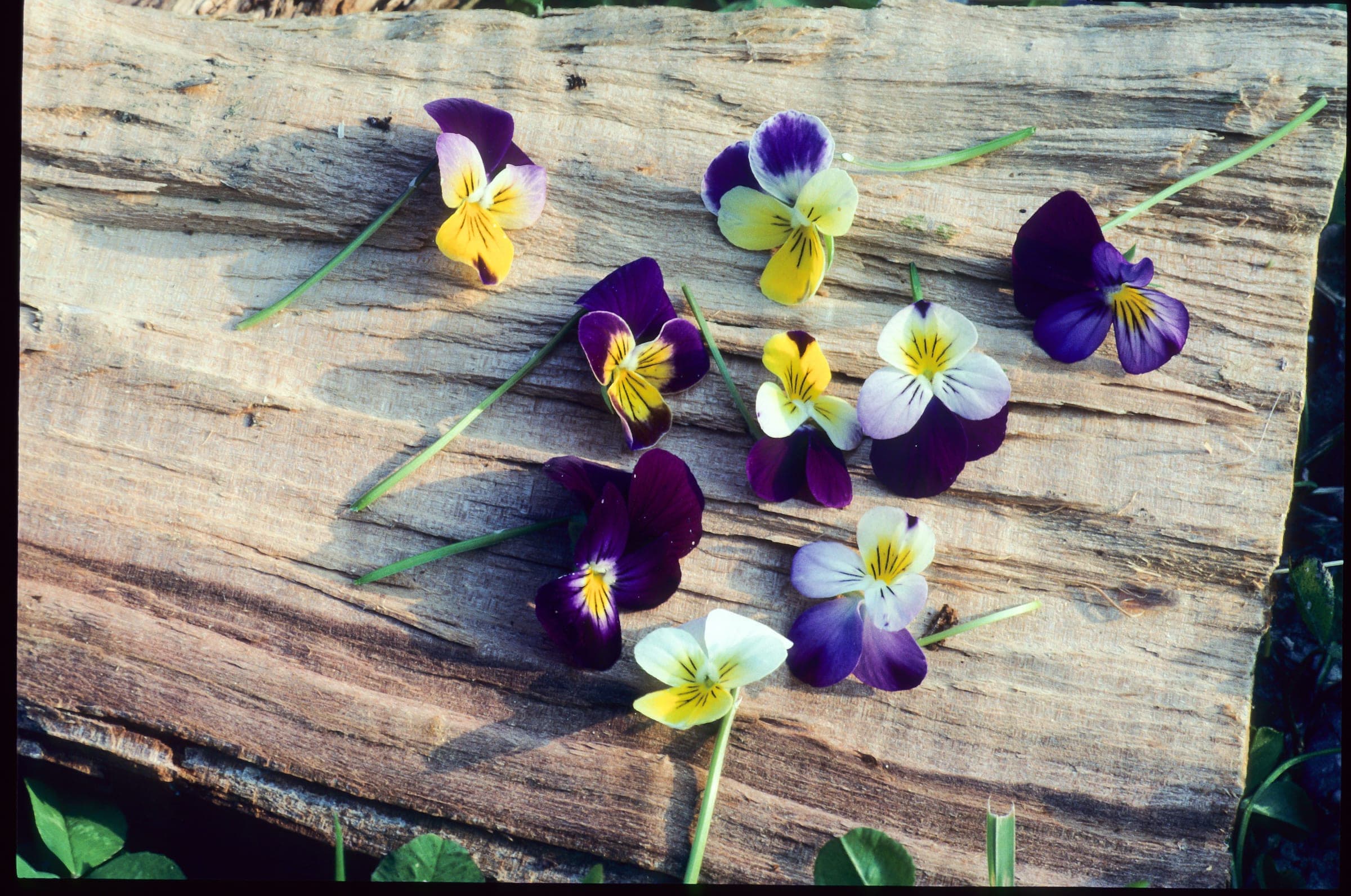 Viola Gallery 06